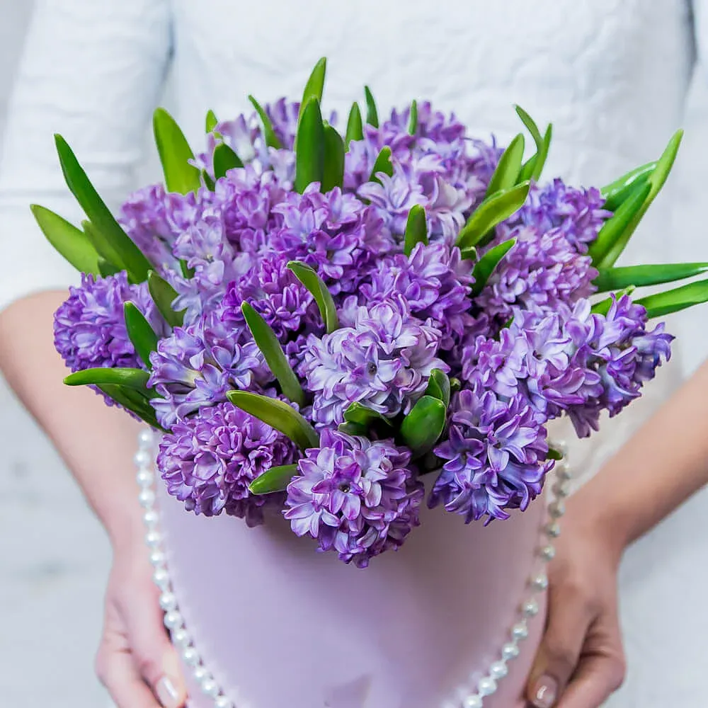 Гиацинты в шляпной коробке