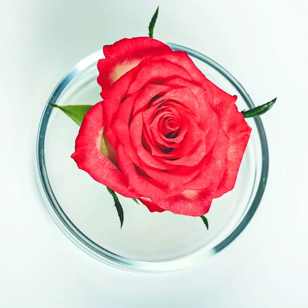 Розы в колбах