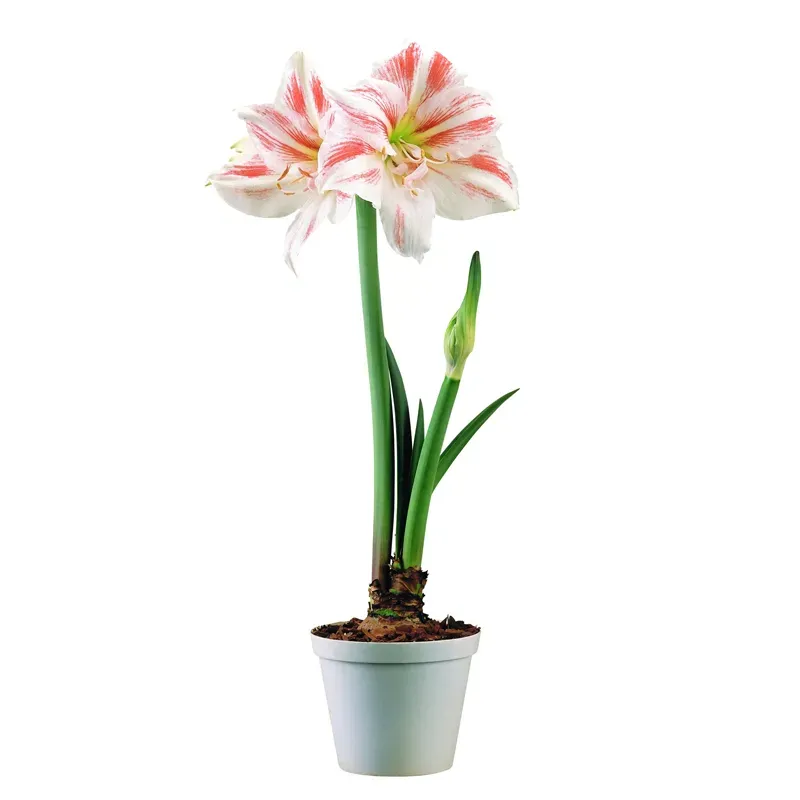 Амариллис бело-розовый