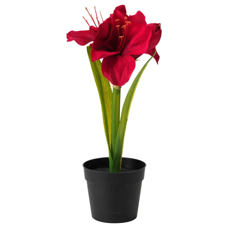 Амариллис розовый