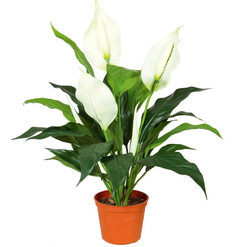 Спатифиллум