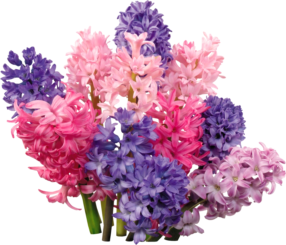 Гиацинты: как дарить и ухаживать