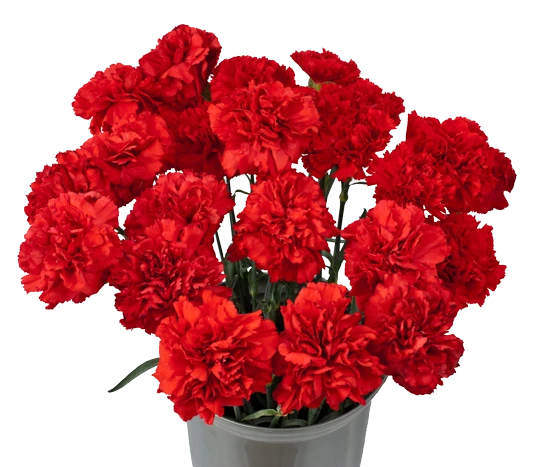 Гвоздики: как дарить и ухаживать