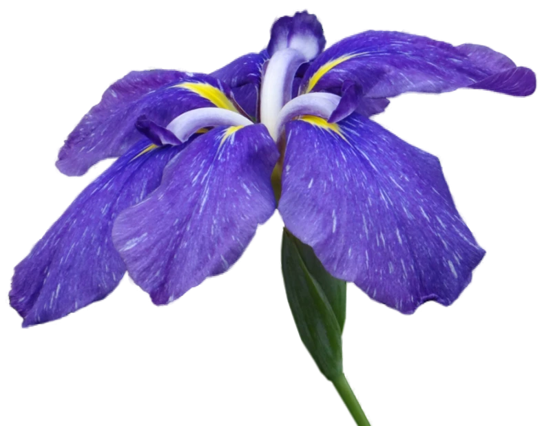 Ирисы: как дарить и ухаживать