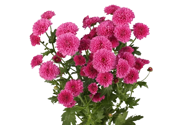 Хризантемы