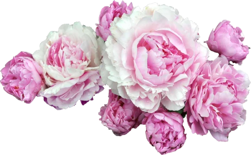 Пионы: как дарить и ухаживать